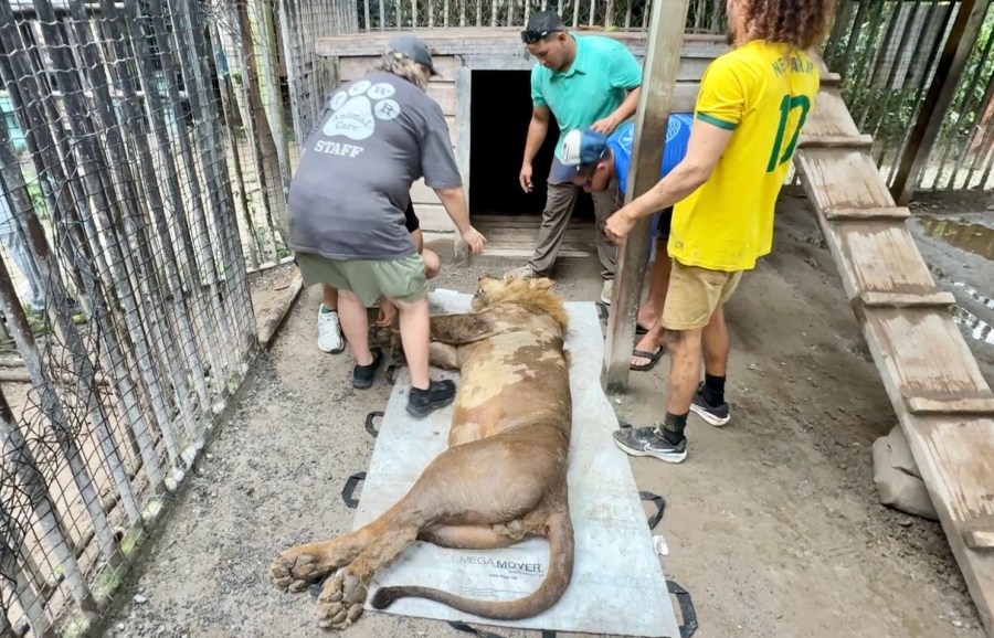 "Finally home," 3 lions make journey from Honduras to Arkansas refuge
