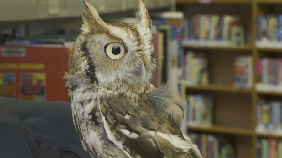 Birds of prey make educational visit to Miami Public Library